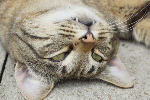 Lee más sobre el artículo ¿Por qué los gatos ronronean?