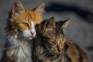 Lee más sobre el artículo Gatos esterilizados