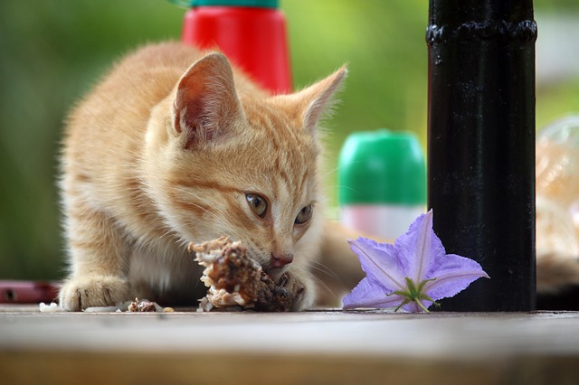 En este momento estás viendo 8 Alimentos para alimentar a tu gatito en su primer año