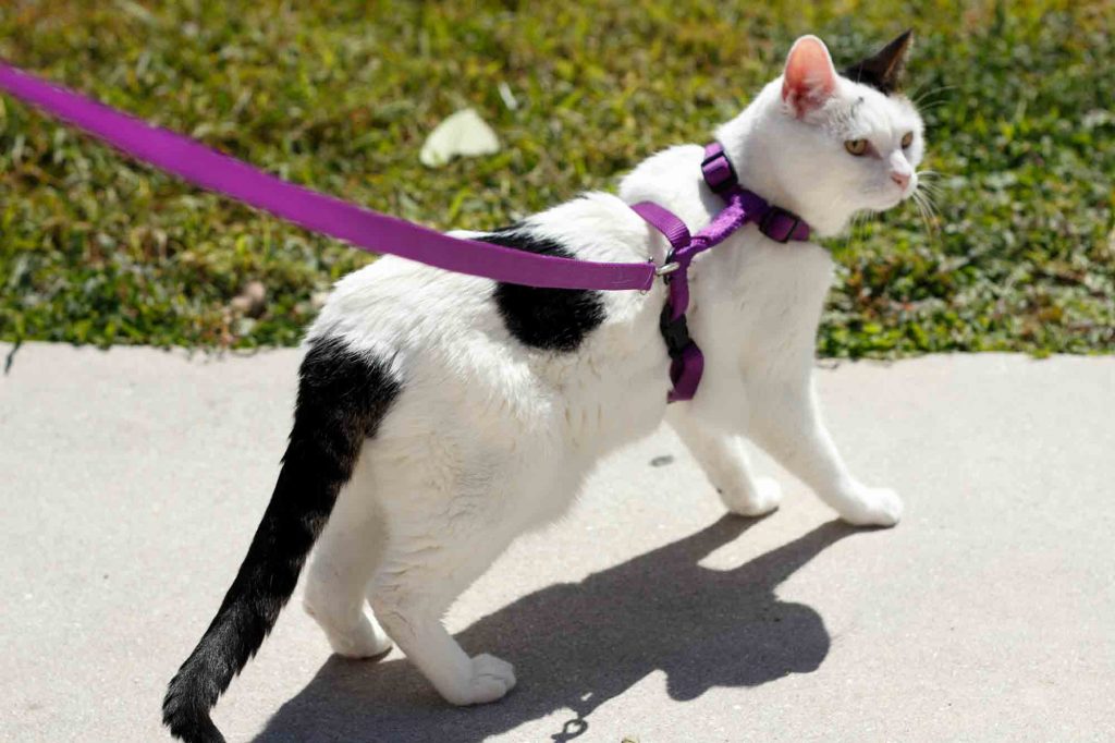 Lee más sobre el artículo ¿Puedo pasear a mi gato con correa?