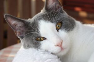 Lee más sobre el artículo ¿Qué hacer en caso de tener alergia a los gatos?