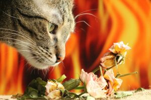 Lee más sobre el artículo ¿Cómo es el olfato del gato?