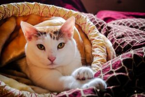 Lee más sobre el artículo ¿Por qué los gatos amasan?