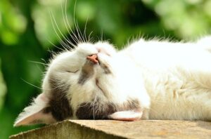 Lee más sobre el artículo Síntomas y tratamiento de la enfermedad vestibular en gatos