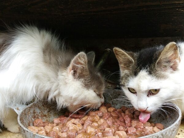 Cuantas Veces Come Un Gato Por Día