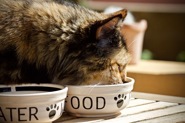 Lee más sobre el artículo ¿Cuántas veces debo darle de comer a mi gato?