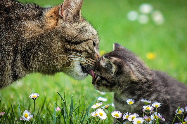 Lee más sobre el artículo Plantas y productos tóxicos para tu gato