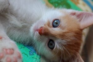 Lee más sobre el artículo ¿Cuáles son las razas de gatos más sociables y cariñosas?