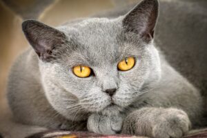 Lee más sobre el artículo ¿Cuánto oyen los gatos? Cómo es el oído felino. Sordera en gatos
