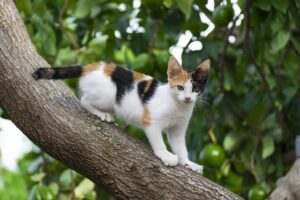 Lee más sobre el artículo ¿Qué es el síndrome de gran altura o síndrome de gato volador?