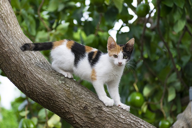 En este momento estás viendo ¿Qué es el síndrome de gran altura o síndrome de gato volador?