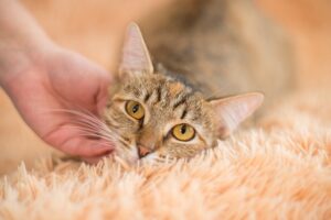 Lee más sobre el artículo ¿Cómo identificar un dolor en mi gato?
