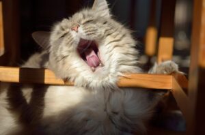Lee más sobre el artículo ¿Por qué bostezan los gatos?