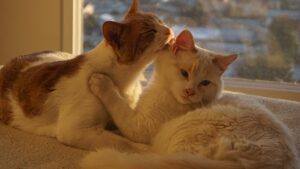 Lee más sobre el artículo Lenguaje corporal del gato: cómo se comunican los gatos entre sí