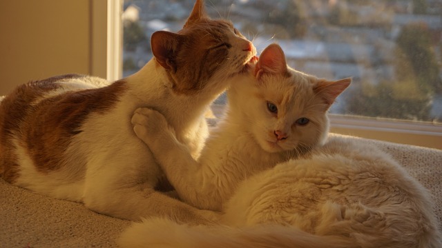 En este momento estás viendo Lenguaje corporal del gato: cómo se comunican los gatos entre sí