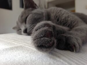 Lee más sobre el artículo ¿Por qué mi gato duerme tanto?