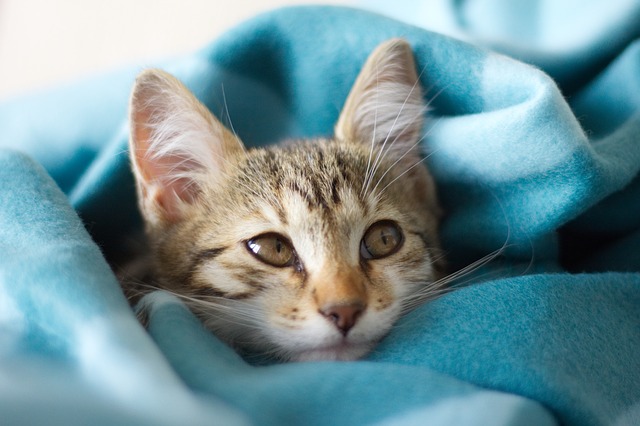 Lee más sobre el artículo Beneficios de tener un gato contra la depresión, el estrés o la ansiedad