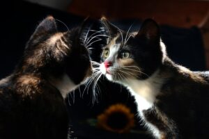 Lee más sobre el artículo ¿Se reconocen los gatos en el espejo?