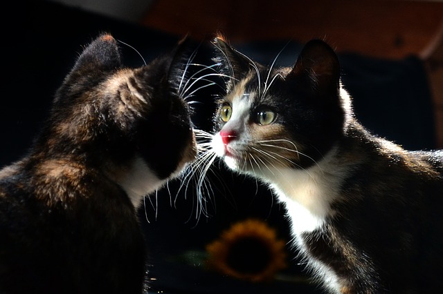 En este momento estás viendo ¿Se reconocen los gatos en el espejo?