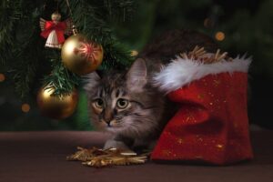 Lee más sobre el artículo ¿Cómo hacer una Navidad a prueba de gatos?