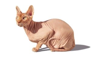 Lee más sobre el artículo Sphynx / Gato sin pelo