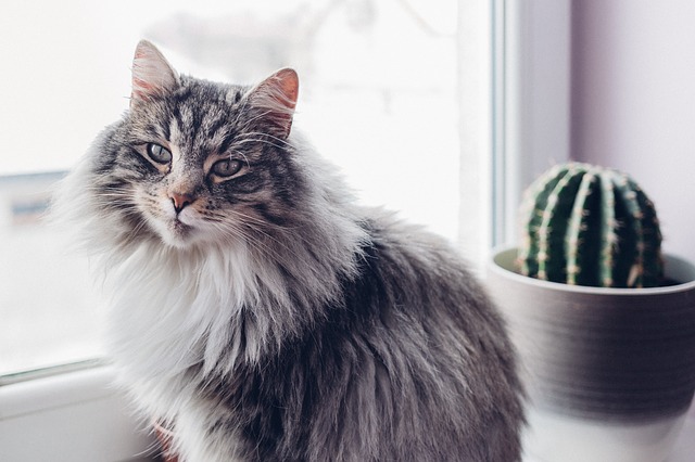 Lee más sobre el artículo Muda, caída y cuidado del pelo en los gatos