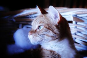 Lee más sobre el artículo Problemas en el oído del gato. Otitis y otras causas