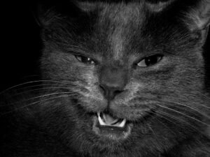 Lee más sobre el artículo Cuidados dentales para gatos