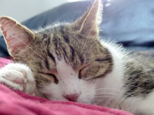 Lee más sobre el artículo ¿Cuánto tiempo duerme un gato?