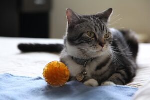 Lee más sobre el artículo ¿Cuáles son los juguetes más divertidos para mi gato?